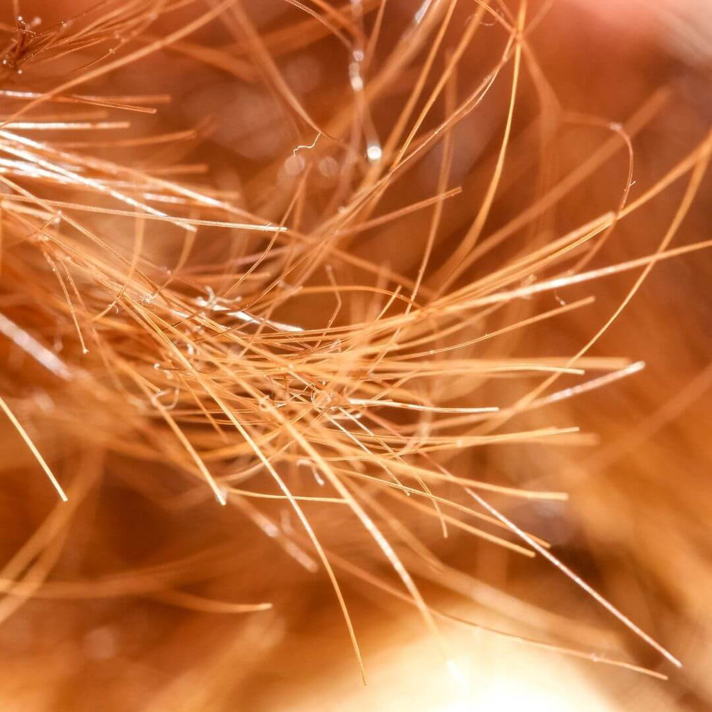 What causes split ends and how do you fix them?